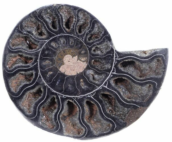 Split Black/Orange Ammonite (Half) - Unusual Coloration #55637
